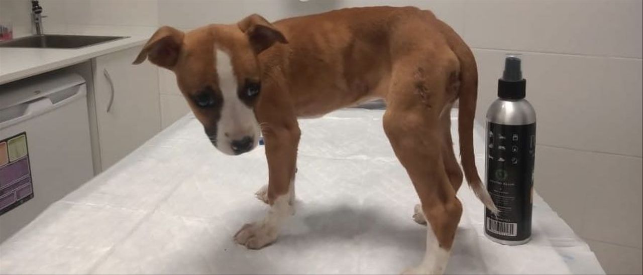 Muere un cachorro al que abandonaron en una bolsa cerrada y llena de excrementos Muere un cachorro al que abandonaron en una bolsa cerrada y llena de excrementos