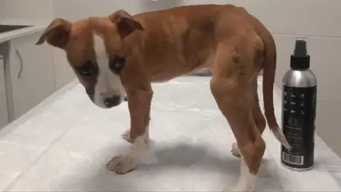 La perrita Bondad, días antes de fallecer La perrita Bondad, días antes de fallecer