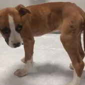 La perrita Bondad, días antes de fallecer La perrita Bondad, días antes de fallecer