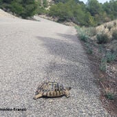 Ejempalr de tortuga mora atravesando una carretera en el sureste ibérico. 