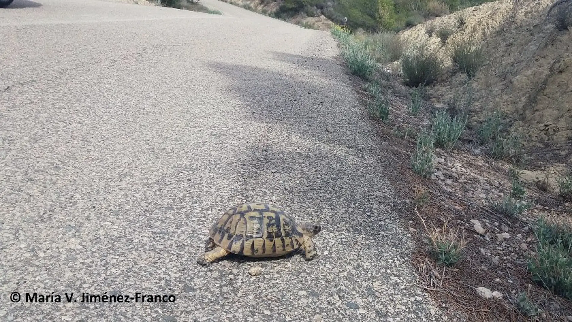 Ejempalr de tortuga mora atravesando una carretera en el sureste ibérico. 