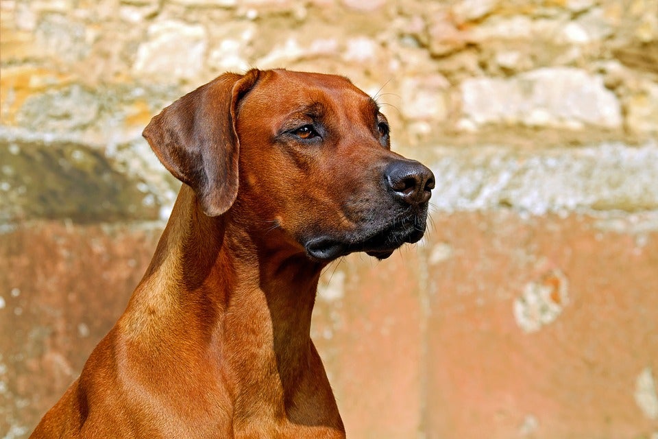 Ángel Osuna, adiestrador canino, responde a las preguntas de nuestros oyentes Ángel Osuna, adiestrador canino, responde a las preguntas de nuestros oyentes