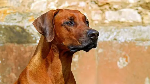 Ángel Osuna, adiestrador canino, responde a las preguntas de nuestros oyentes adiestramiento canino