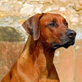 Ángel Osuna, adiestrador canino, responde a las preguntas de nuestros oyentes 