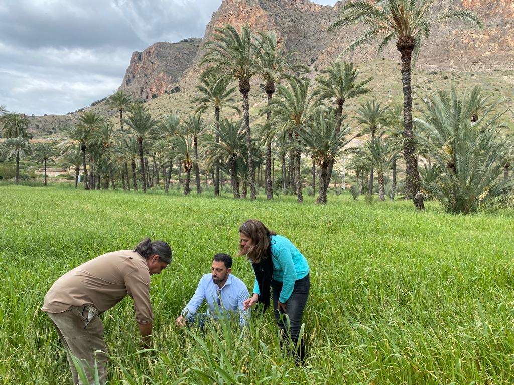 Medio Ambiente continúa con la plantación de nuevos ejemplares en el Palmeral de Orihuela Medio Ambiente continúa con la plantación de nuevos ejemplares en el Palmeral de Orihuela
