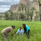 Medio Ambiente continúa con la plantación de nuevos ejemplares en el Palmeral de Orihuela Medio Ambiente continúa con la plantación de nuevos ejemplares en el Palmeral de Orihuela