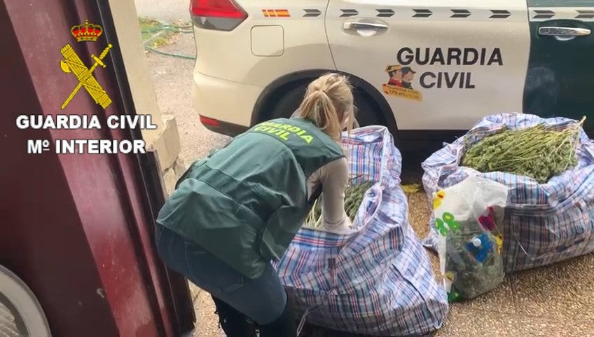 Detenidas dos personas en l'Enova y Cogullada por cultivo de marihuana Detenidas dos personas en l'Enova y Cogullada por cultivo de marihuana
