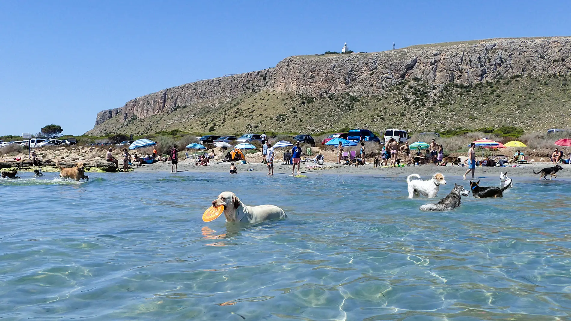 El Patronato Costa Blanca activa un sello ‘Pet Friendly’ para impulsar el turismo con mascotas     