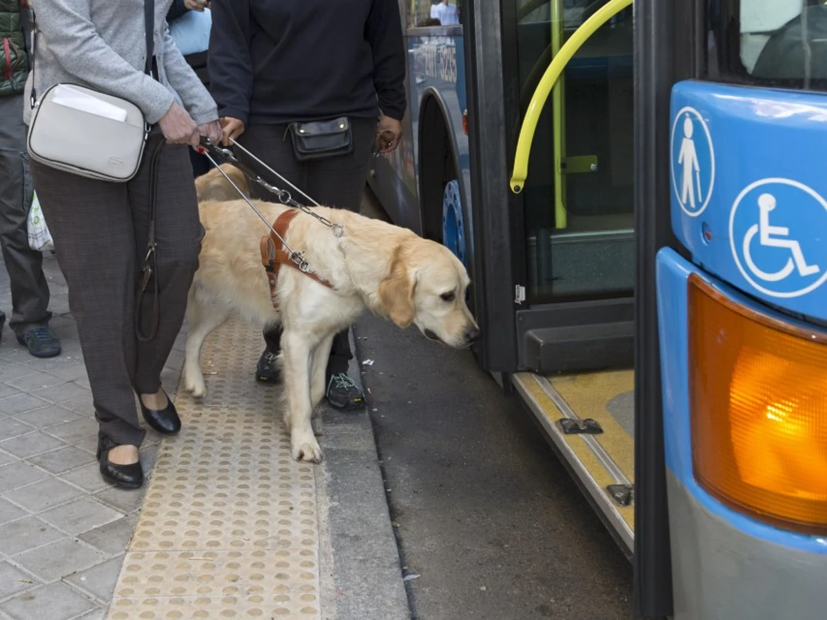 Taxis o VTC : ¿Puede una persona ciega subir con su perro guía? 3 Motor16 perros guia once reclaman derecho acceso transporte publico junto personas ciegas 103 Motor16