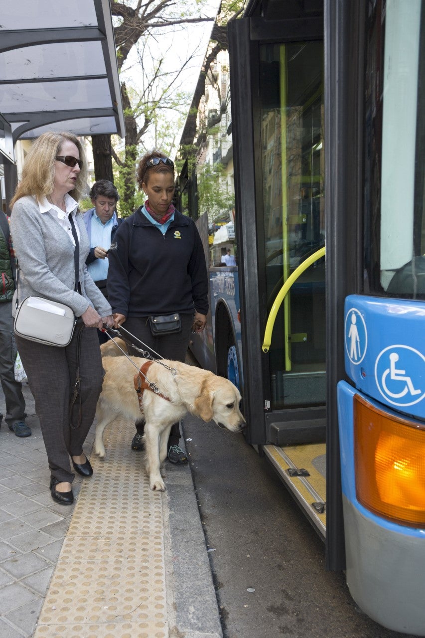 Siete perros guía de Ciudad Real reclaman su derecho de acceso al transporte público junto a las personas ciegas Siete perros guía de Ciudad Real reclaman su derecho de acceso al transporte público junto a las personas ciegas