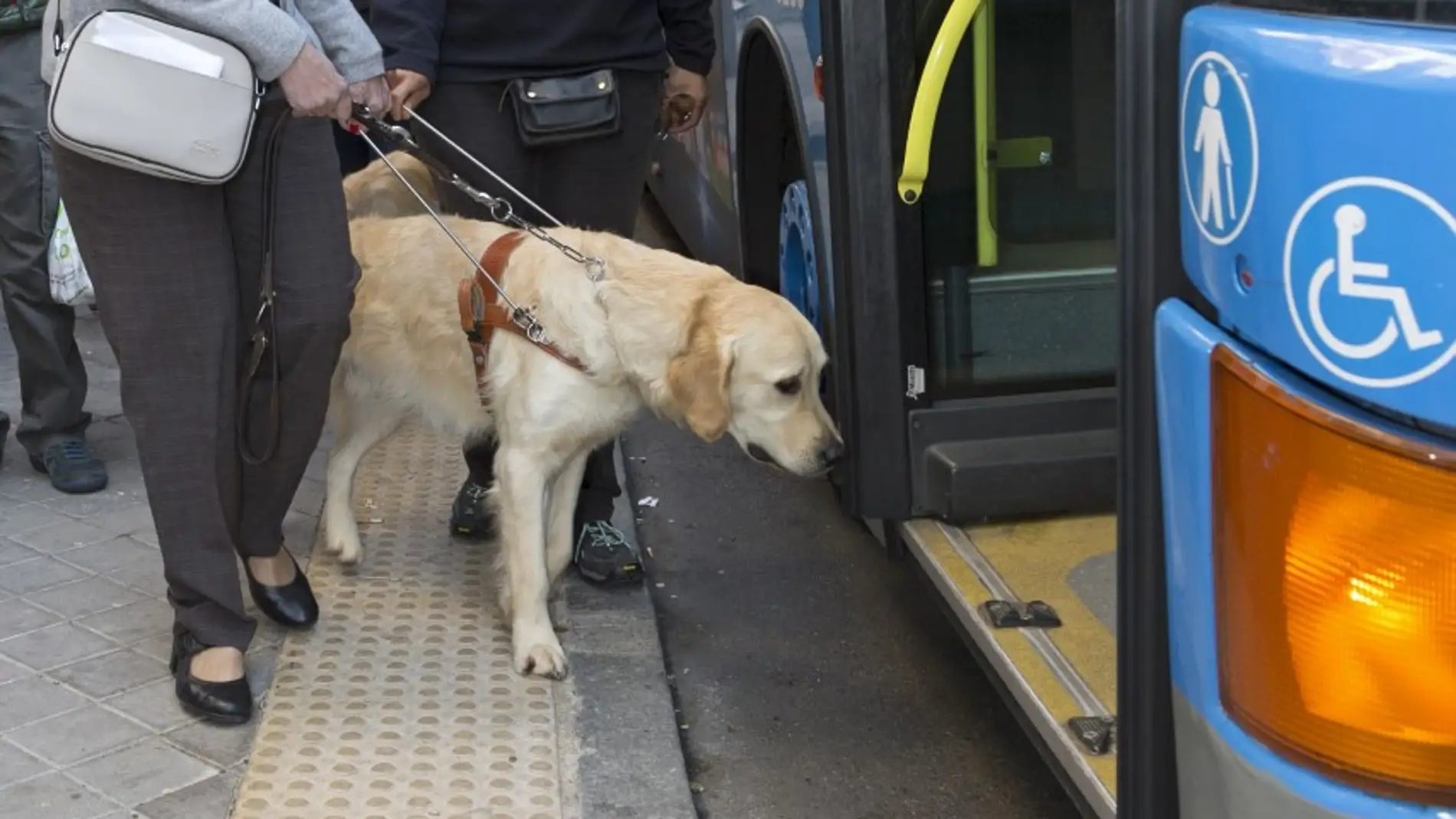 Los perros guía la ONCE reclaman su derecho de acceso al transporte junto a las personas ciegas | Onda Cero Radio