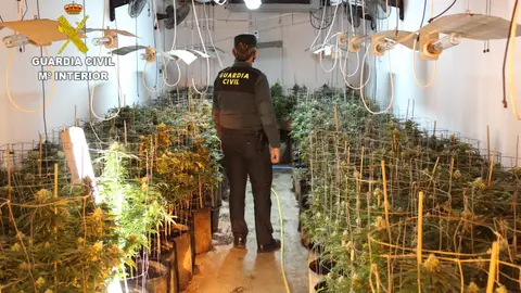 La Guardia Civil destapa el cultivo de marihuana en 2 naves industriales en Benifaió La Guardia Civil destapa el cultivo de marihuana en 2 naves industriales en Benifaió
