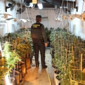 La Guardia Civil destapa el cultivo de marihuana en 2 naves industriales en Benifaió