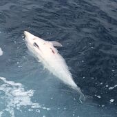 Delfín mutilado en las cosas de Ceuta