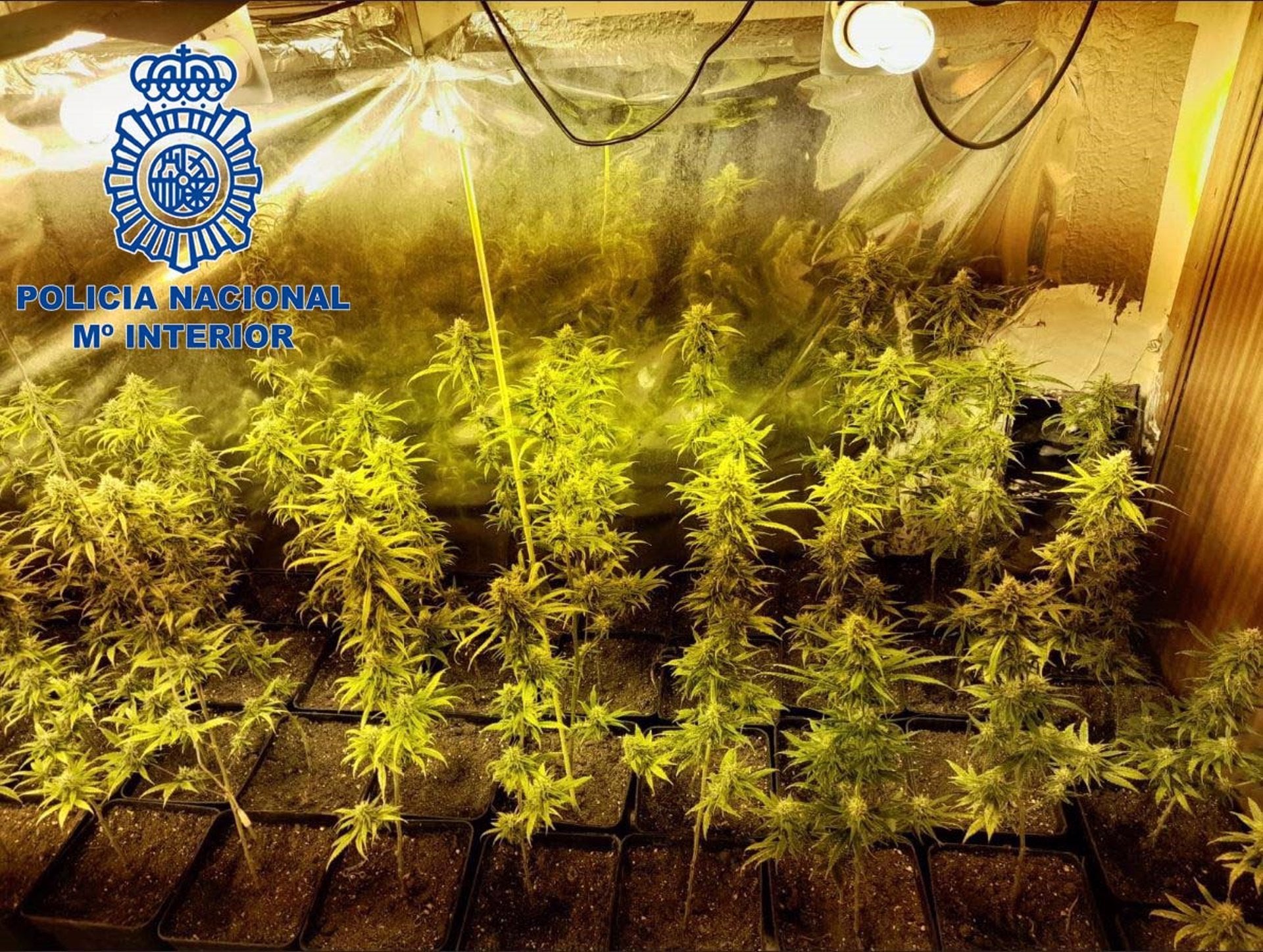 Detenidas ocho personas por tráfico de drogas en Extremadura que dirigía un preso desde la cárcel Detenidas ocho personas por tráfico de drogas en Extremadura que dirigía un preso desde la cárcel