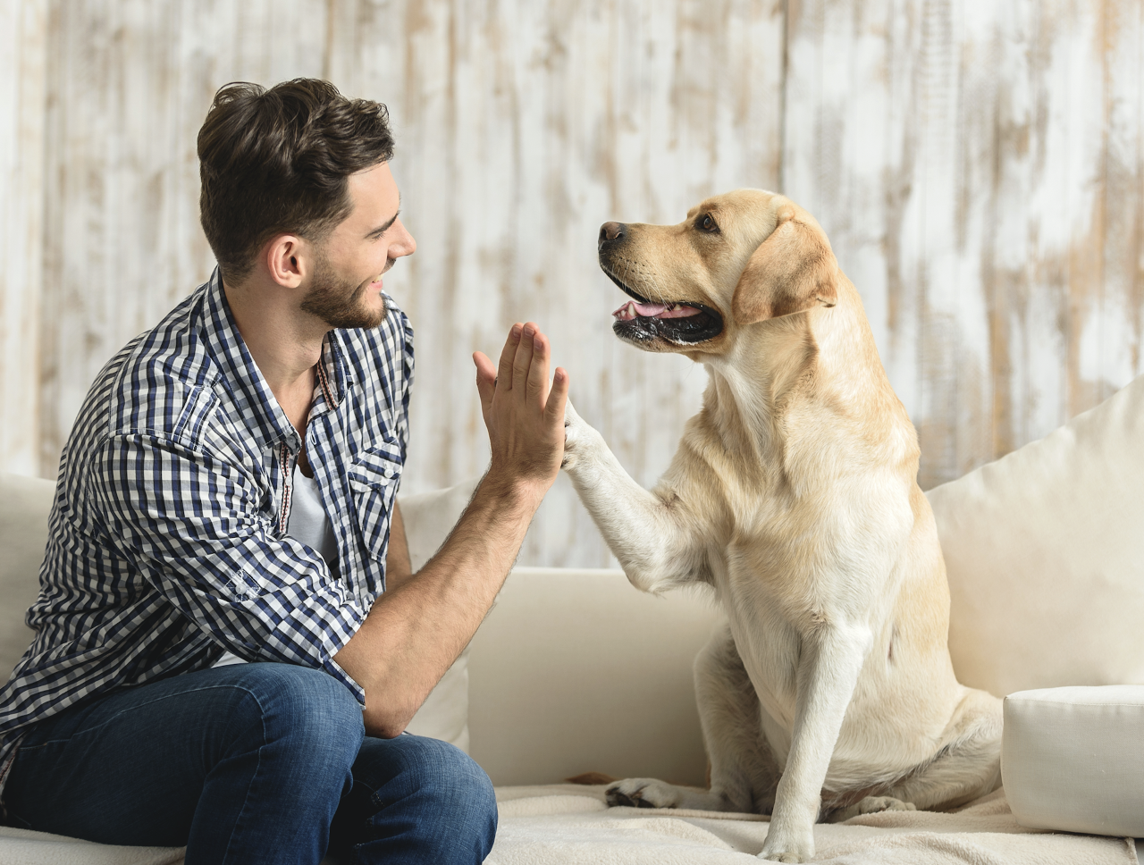Así es como la ciencia ha demostrado que a tu perro no le gusta darte comida Así es como la ciencia ha demostrado que a tu perro no le gusta darte comida