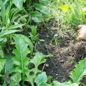 Investigadores, técnicos, empresas y productores analizan en Mérida los avances en el control de malas hierbas
