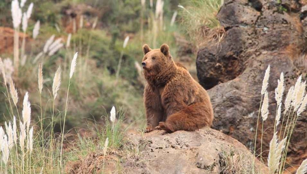 Regulado el acceso de visitantes al paraje de Peña Escrita para proteger dos grupos familiares de osos Regulado el acceso de visitantes al paraje de Peña Escrita para proteger dos grupos familiares de osos