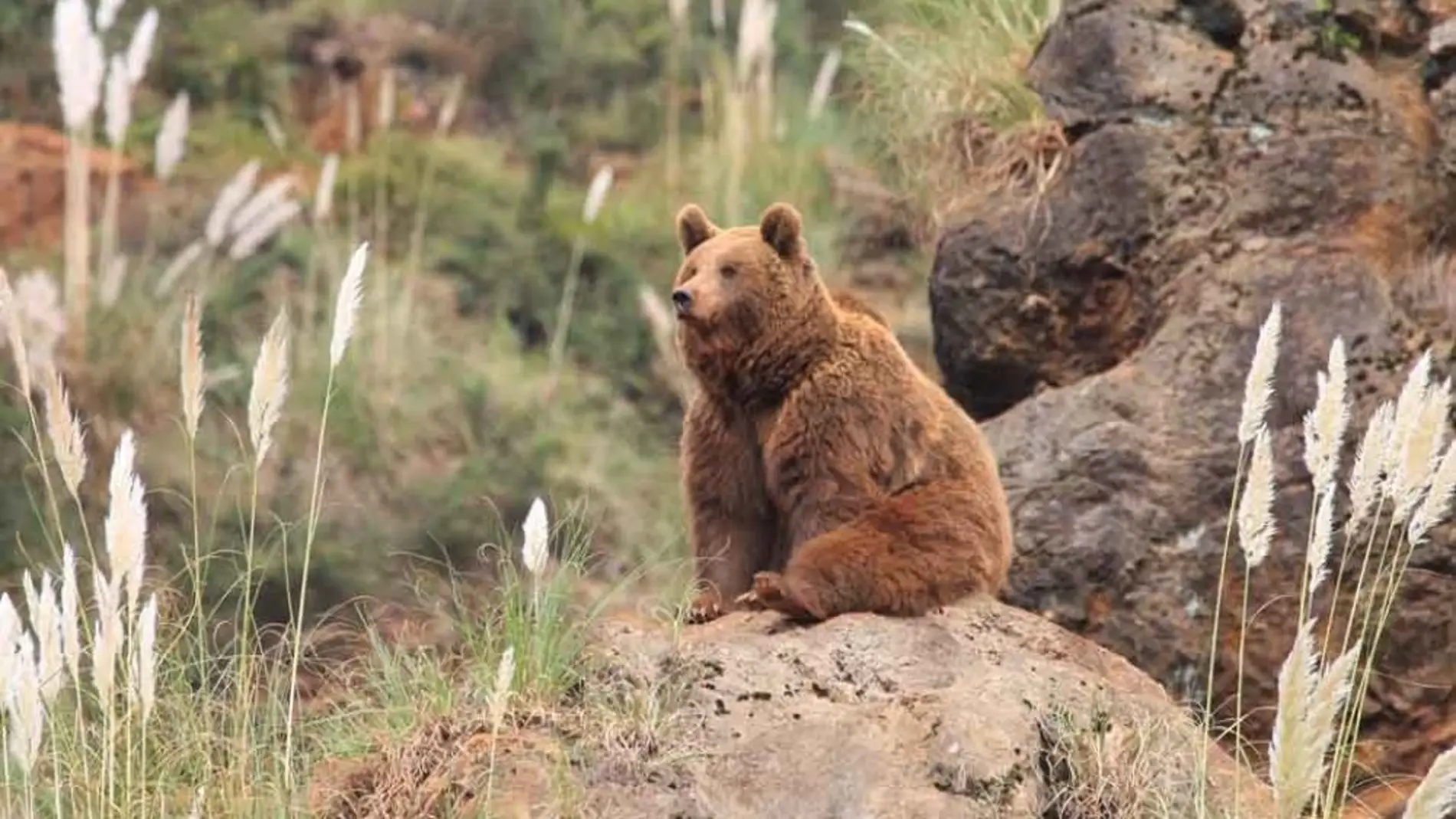 Regulado el acceso de visitantes al paraje de Peña Escrita para proteger dos grupos familiares de osos