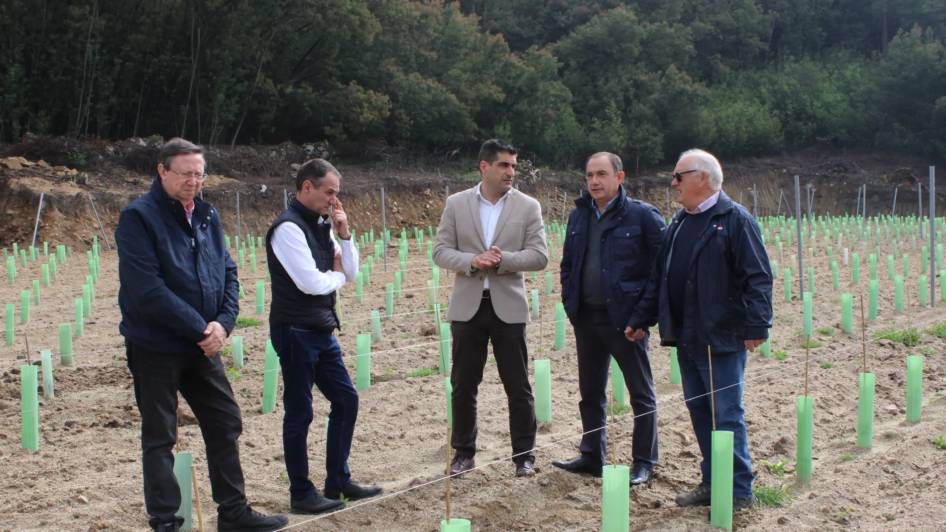 As axudas a reconversión de viñedos benificiará a 180 vitucultores