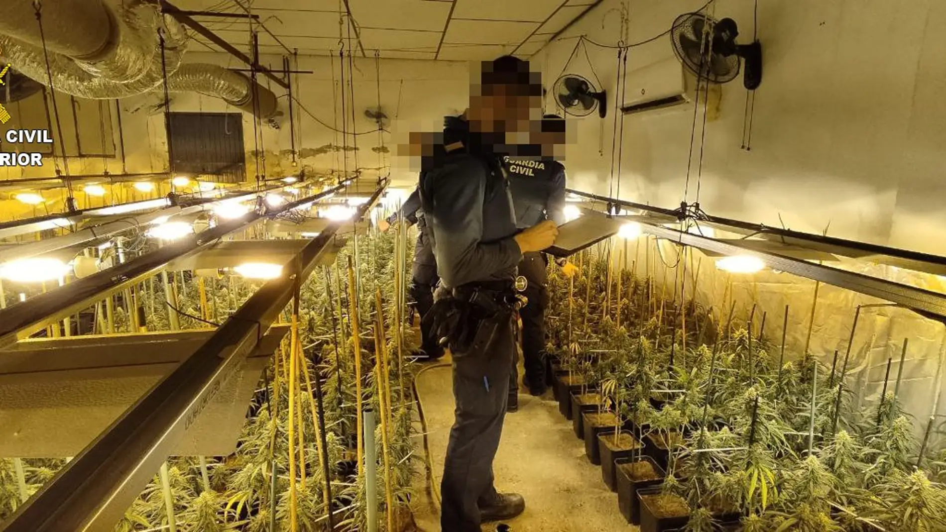 La Guardia Civil detiene a una persona por cultivo de drogas en El Carpio de Tajo (Toledo)