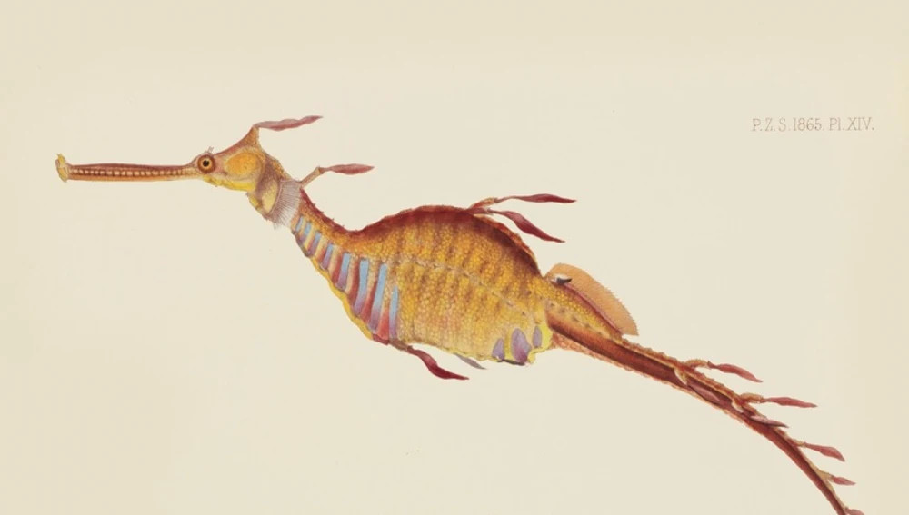 Imagen de la exposición “Océanos Opulentos: ilustraciones científicas extraordinarias” Imagen de la exposición “Océanos Opulentos: ilustraciones científicas extraordinarias”