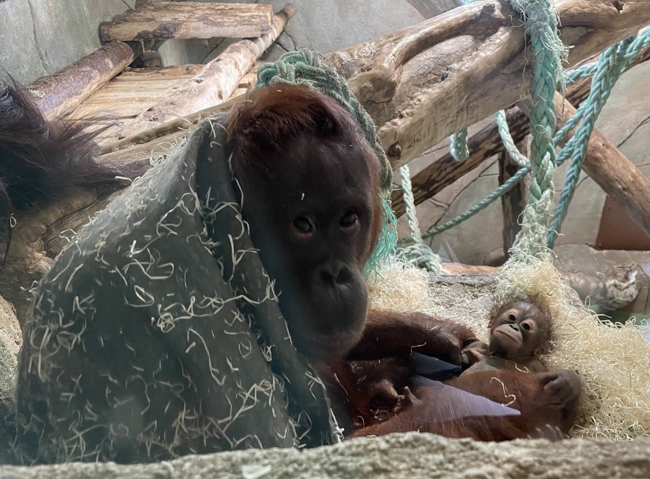 Las madres tienen entrada gratuita este fin de semana en Rio Safari Elche Las madres tienen entrada gratuita este fin de semana en Rio Safari Elche