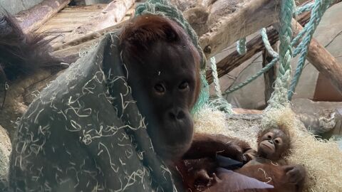 Orangut&aacute;n con su cr&iacute;a