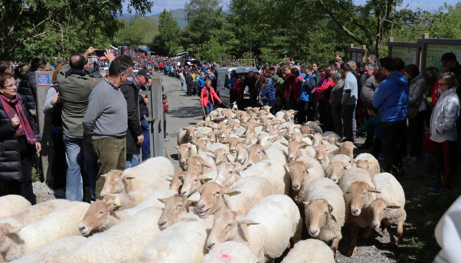 Los pastores de Aralar no participarán en la apertura de los pastos Los pastores de Aralar no participarán en la apertura de los pastos