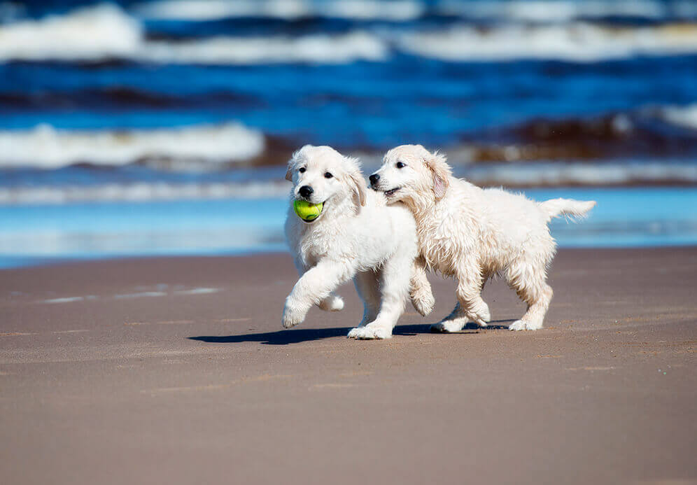 Ángel Osuna, adiestrador canino: "A los perros les encanta ir la playa, un plan perfecto a la hora de salir" Ángel Osuna, adiestrador canino: "A los perros les encanta ir la playa, un plan perfecto a la hora de salir"