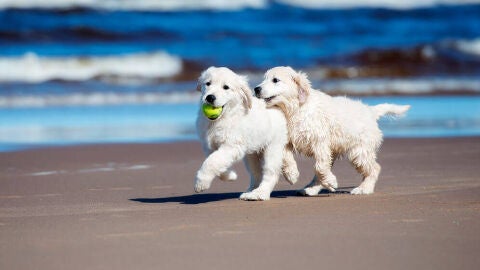canino