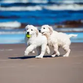 Ángel Osuna, adiestrador canino, las playas les encantan a los perros Ángel Osuna, adiestrador canino, las playas les encantan a los perros