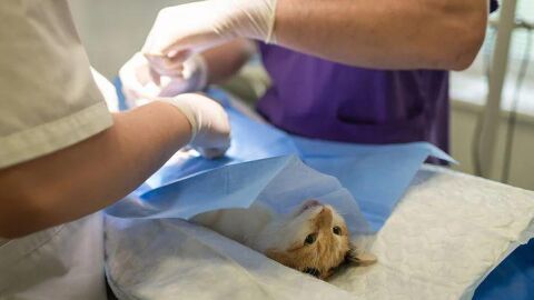 Esterilizando a una gata