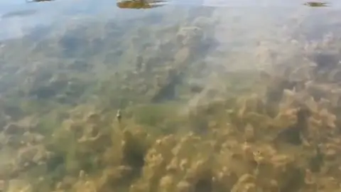 Proliferación de algas "cabello de ángel" en el Mar Menor Proliferación de algas "cabello de ángel" en el Mar Menor