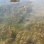Proliferación de algas "cabello de ángel" en el Mar Menor