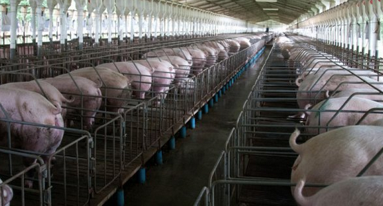 Ecologistas en Acción presenta alegaciones a la ampliación de dos macrogranjas en Lorca Ecologistas en Acción presenta alegaciones a la ampliación de dos macrogranjas en Lorca