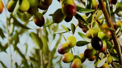 Muestra de olivar en la XXI Feria del olivo Muestra de olivar en la XXI Feria del olivo