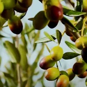 Muestra de olivar en la XXI Feria del olivo Muestra de olivar en la XXI Feria del olivo