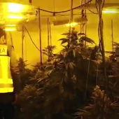 benidorm policia nacional marihuana trafico drogas benidorm policia nacional marihuana trafico drogas