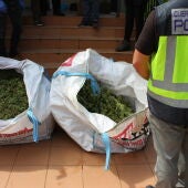 Detenidas nueve personas en la provincia de Valencia miembros de una red de cultivo de marihuana