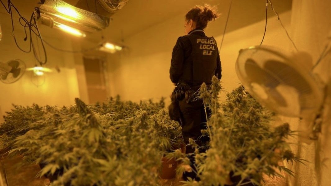 La Policía Local de Elche detiene a dos personas tras encontrar un cultivo de marihuana en una vivienda de Los Palmerales La Policía Local de Elche detiene a dos personas tras encontrar un cultivo de marihuana en una vivienda de Los Palmerales