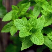 Qué plantas aromáticas son mejores para el balcón