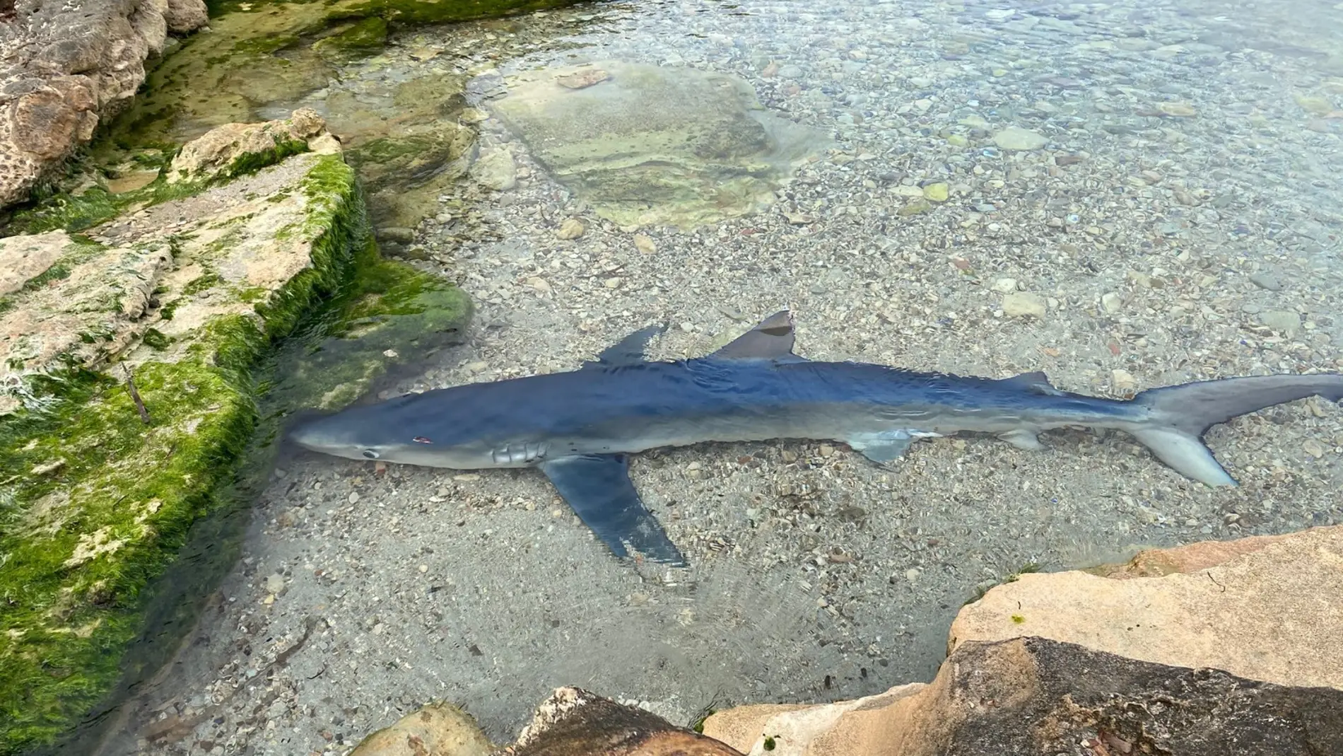 Una tintorera de unos 1,5 metros de longitud ha aparecido en una zona rocosa de Caló des Moro Una tintorera de unos 1,5 metros de longitud ha aparecido en una zona rocosa de Caló des Moro