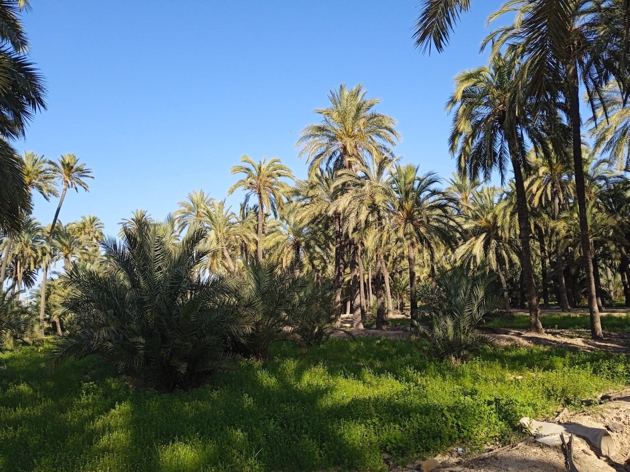 El mes de enero avanza en Elche, Crevillent y Santa Pola con cielos despejados y temperaturas en descenso El mes de enero avanza en Elche, Crevillent y Santa Pola con cielos despejados y temperaturas en descenso