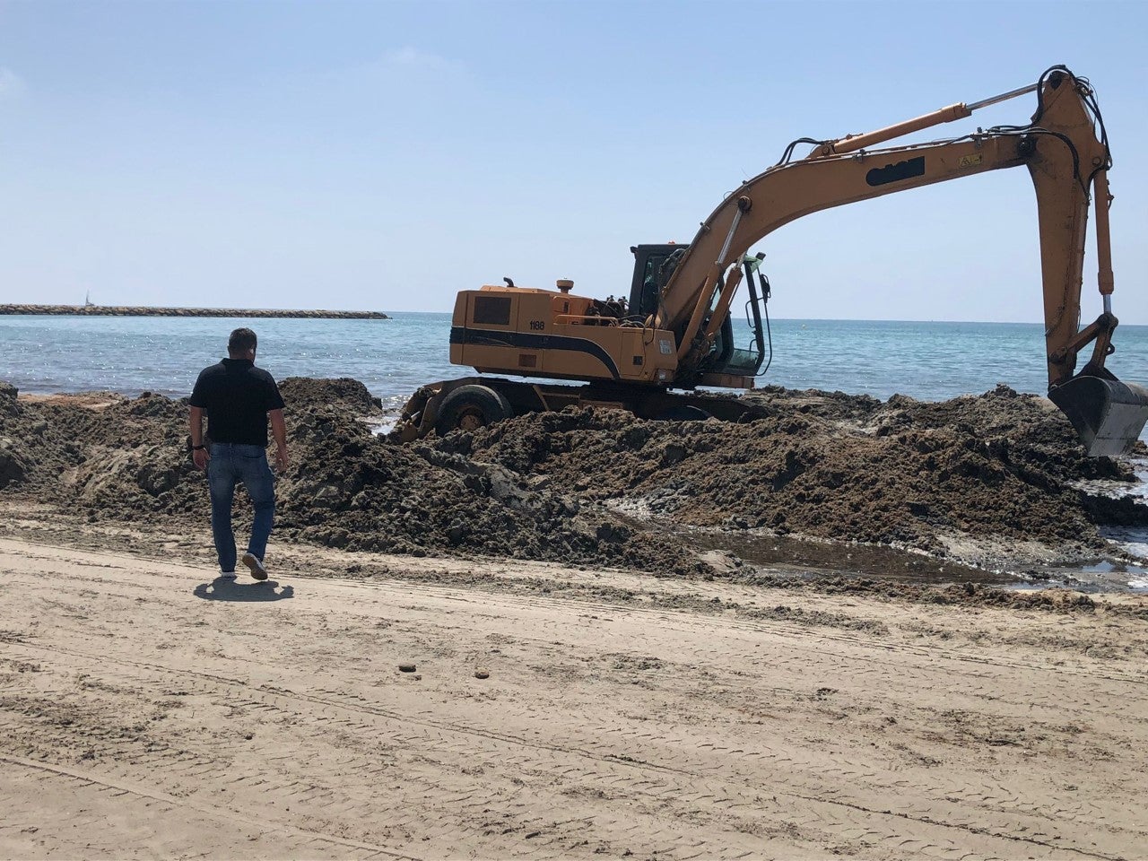 El Ayuntamiento de Santa Pola recoge desde enero en sus playas 1000 camiones de algas El Ayuntamiento de Santa Pola recoge desde enero en sus playas 1000 camiones de algas