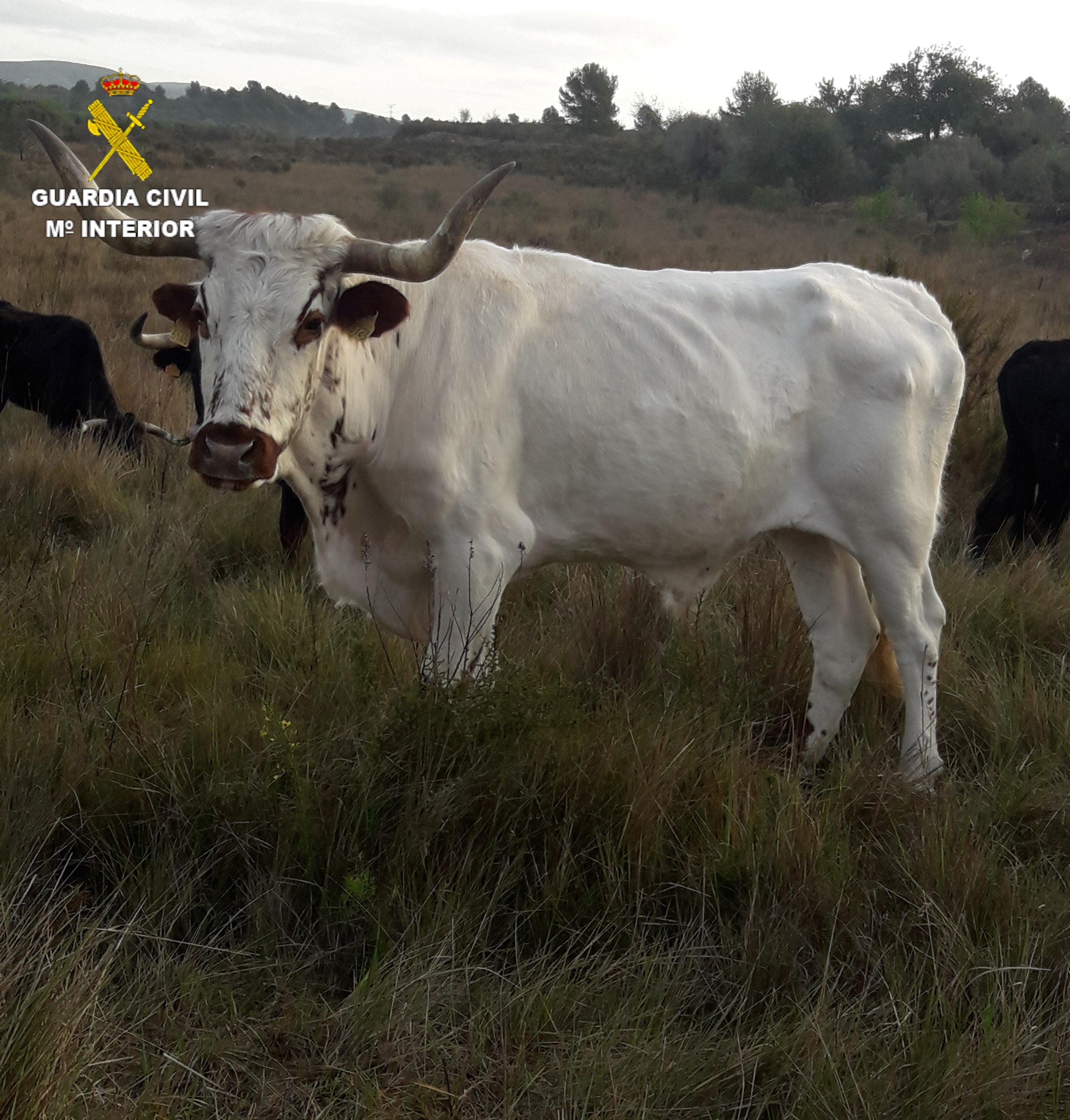 La Guardia Civil investiga a una persona por un delito de maltrato animal en la localidad de Alcalá de Xivert La Guardia Civil investiga a una persona por un delito de maltrato animal en la localidad de Alcalá de Xivert