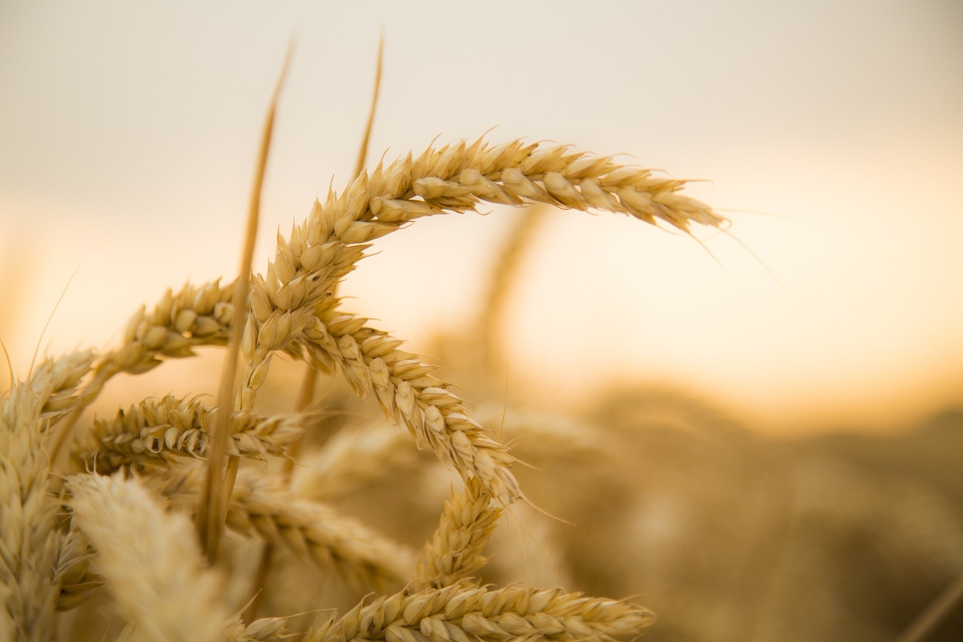 Asaja de Cuenca defiende la soberanía alimentaria para no depender de las importaciones Asaja de Cuenca defiende la soberanía alimentaria para no depender de las importaciones
