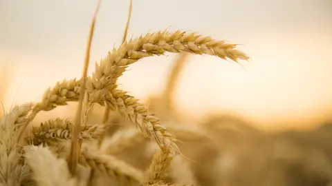 El calor ha acelerado la progresión del cereal de invierno