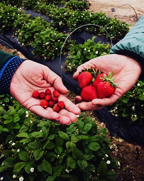 La receta de mermelada de fresas de Eva Arguiñano La receta de mermelada de fresas de Eva Arguiñano