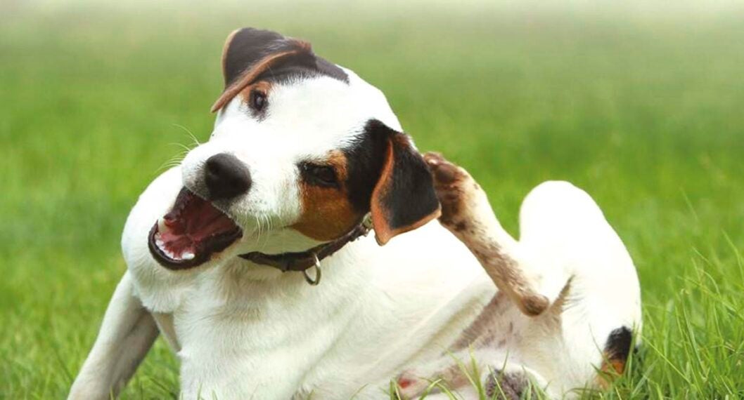 Veterinario de Cabecera 17/05/2022 Veterinario de Cabecera 17/05/2022